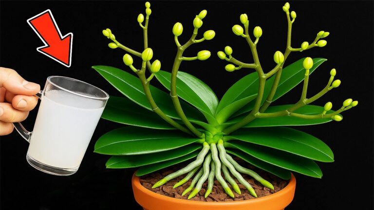 Revive Orchids with This Magical Water for 500% More Blooms!