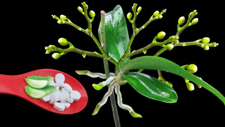 5 Secrets to Making Your Orchid Bloom Year-Round Like Crazy!