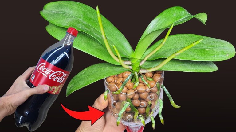 5 Essential Tips for Orchid Care: What to Do After Flowers Fall