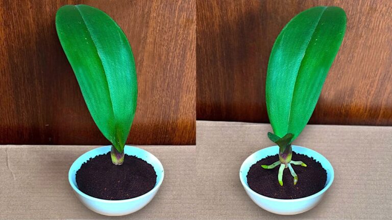5 Tips to Make Orchid Leaves Grow Roots and Bloom All Year with Just Coffee