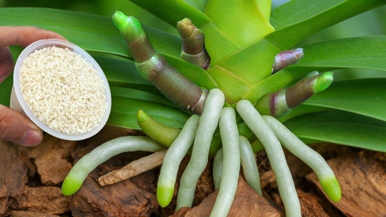 Unlock 1001 Orchid Blooms: Discover This Simple Rooting Secret!