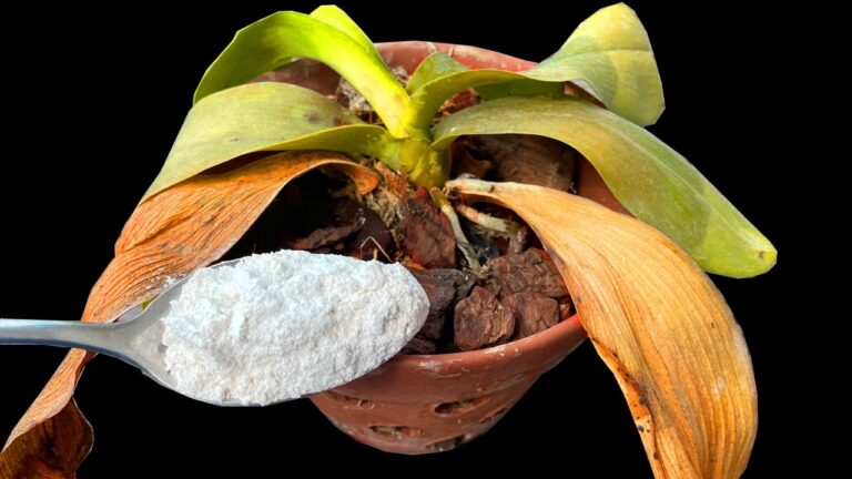 Transform Your Orchid: 1 Spoon for Instant Blooming Success!