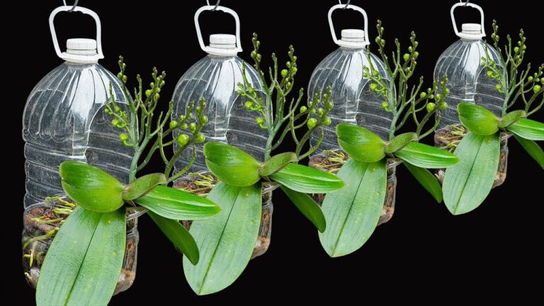 Grow Beautiful Orchids in 3 Easy Steps with a Plastic Bottle for Endless Blooms!