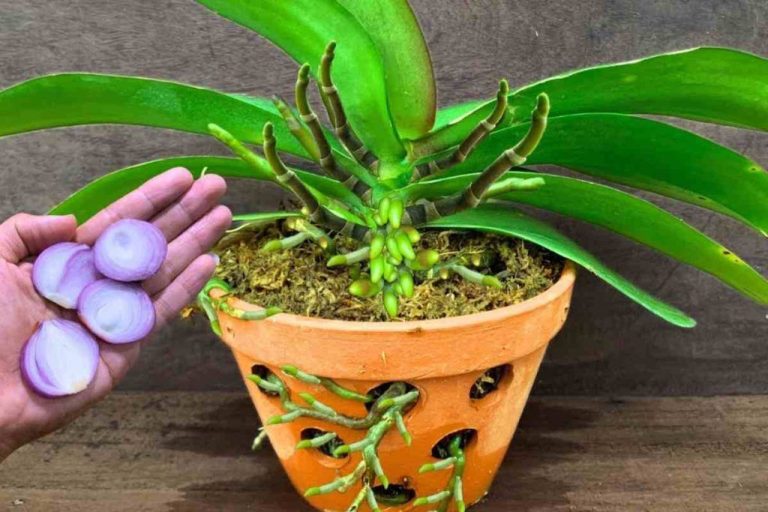 The Secret to Making Your Orchids Thrive Forever