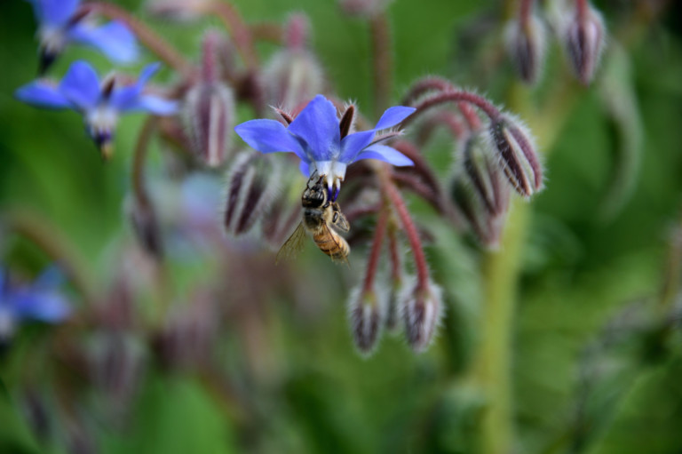 60 Essential Plants to Attract Bees, Butterflies, and Beneficial Insects