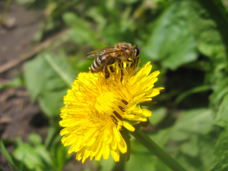Why You Shouldn’t Save Dandelions for the Bees