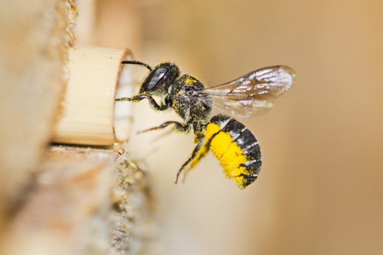 Is Your Bee Hotel a Hidden Danger? Discover the Truth!