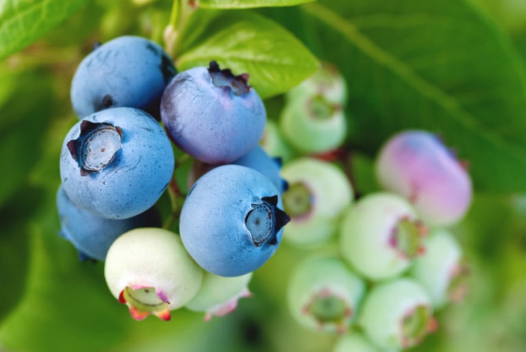 9 Secrets to an Abundant Blueberry Harvest Every Year