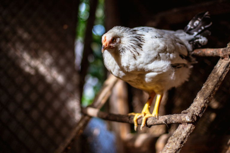 Create a Cozy Chicken Roost Using Recycled Tree Branches