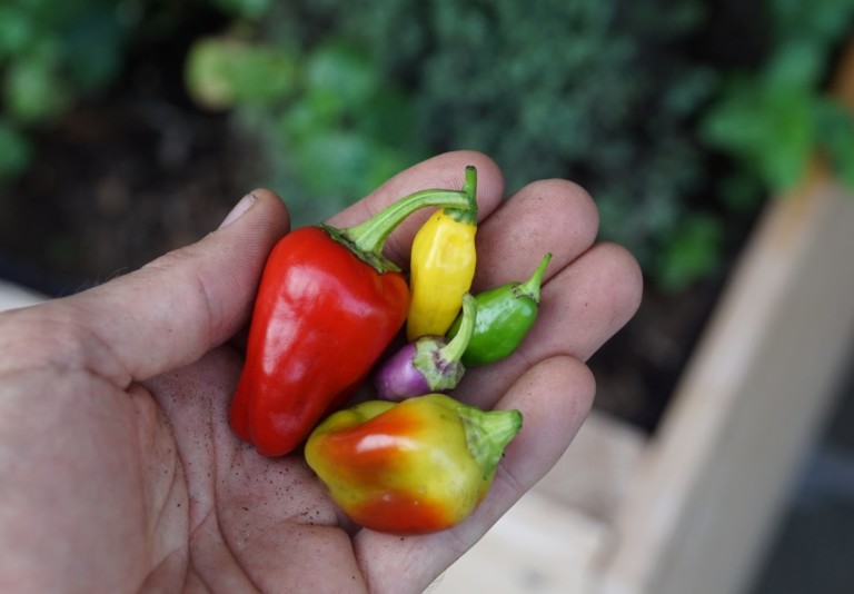 10 Spicy Peppers Every Chef Should Grow for Flavorful Dishes