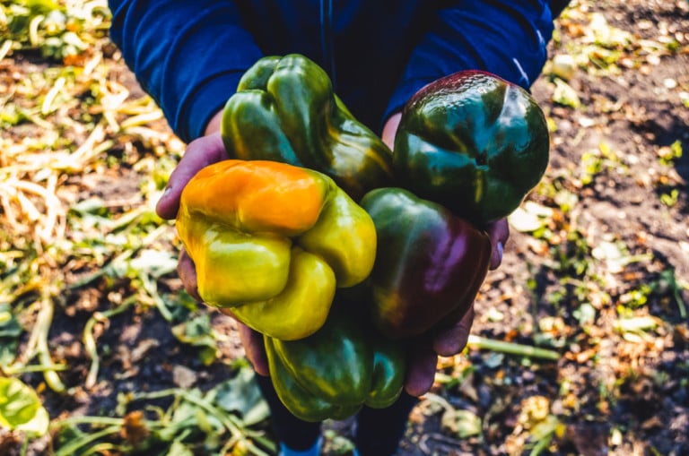 8 Secrets for a Thriving Pepper Harvest