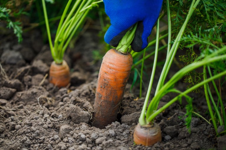 Grow the Best Carrots Ever: From Seed to Harvest Guide