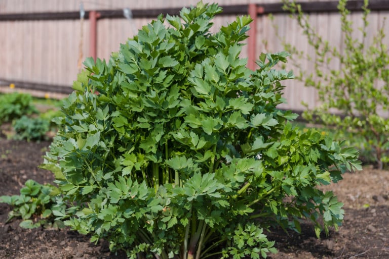 Discover Lovage: The Must-Grow Herb and How to Use It!