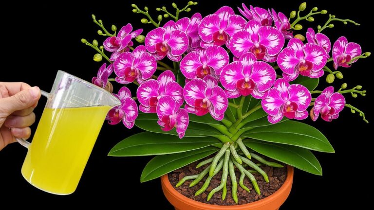 Unlock 5 Secrets to Make Your Orchids Bloom Longer and Brighter!