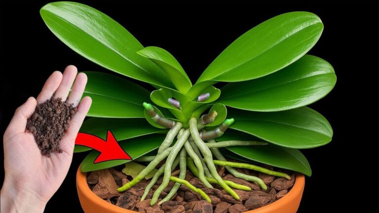 Boost Orchid Blooms by 500% with Just 1 Spoon – Discover the Secret Techniques!
