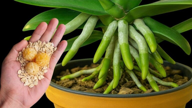 5 Secrets to Make Your Orchids Grow Faster and Bloom Instantly!