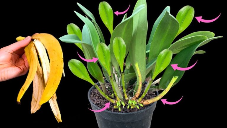 5 Secrets to Make Your Orchid Grow Like Crazy Today!