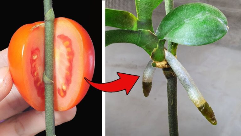 Discover 5 Magical Fruits to Boost Orchid Roots Like Never Before!