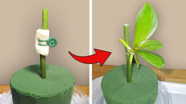 5 Easy Steps to Grow Orchids Fast from a Single Branch!