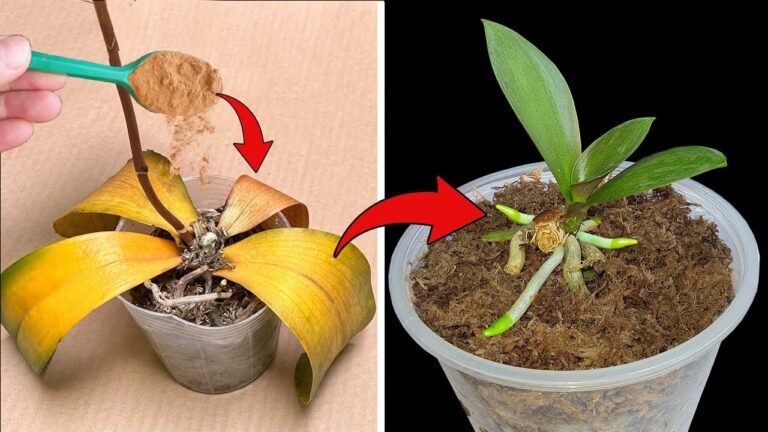 Revive 10 Rotten Orchids Instantly with This Simple Method for Garden Success