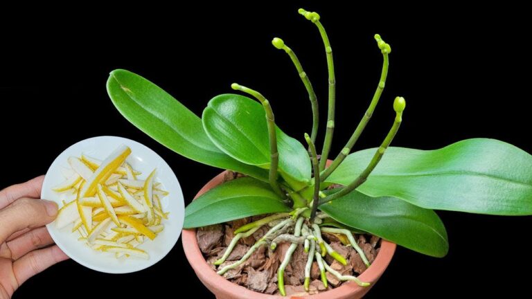 7 Surprising Ways Grapefruit Peel Boosts Orchid Growth and Blooms