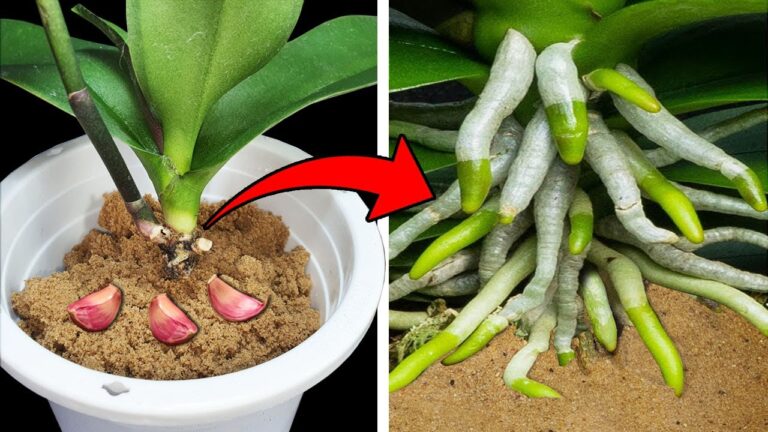 Revive Your Orchids: 5 Secrets to Use Soil, Roots, and Leaves Effectively!