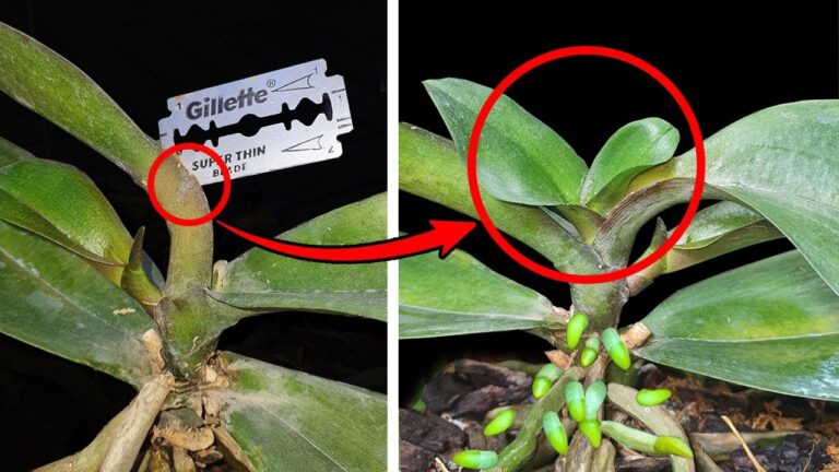 Revive Your Orchid Fast: 7 Secrets for Instant Leaf Growth Revealed!