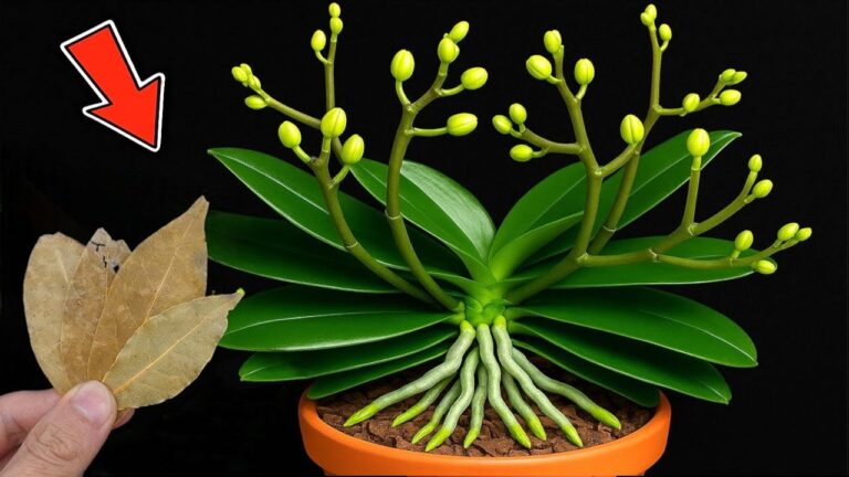 Grow Orchids 300% Faster: Discover the Secret with Just One Leaf!