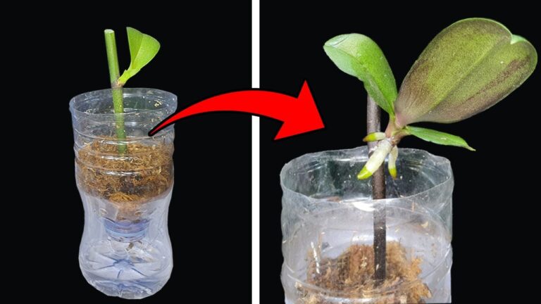 10 Unique Steps to Easily Replicate Orchids at Home!