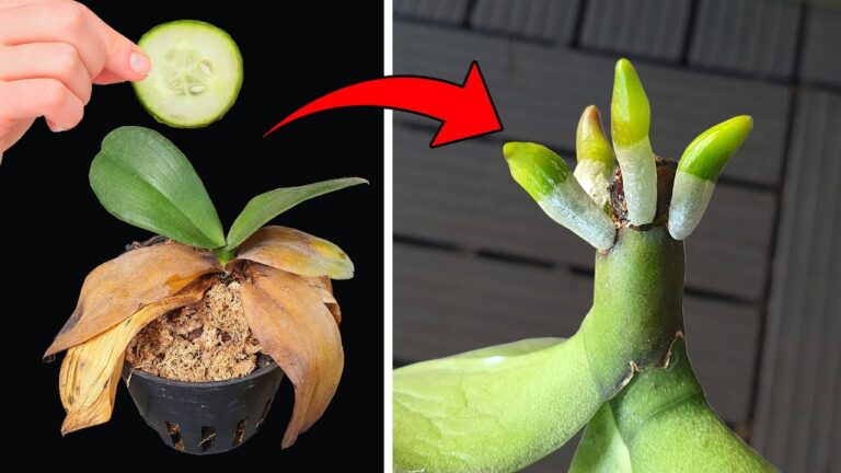 Revive Your Orchid with Just 1 Slice: 5 Tips for Thriving Roots