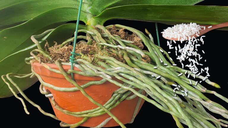 Transform Your Orchid: 1 Spoon for 10x More Roots and Stunning Blooms!