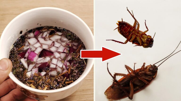 7 Natural Tricks to Get Rid of Roaches and Ants Fast! Try These Easy Solutions Today!
