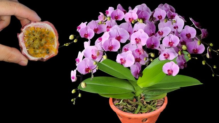 10 Magical Tips to Make Your Orchids Bloom Like Never Before!