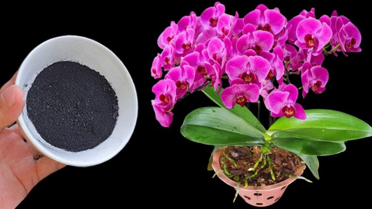 Transform Your Orchids: 1 Cup of This Powder for Stunning Results!