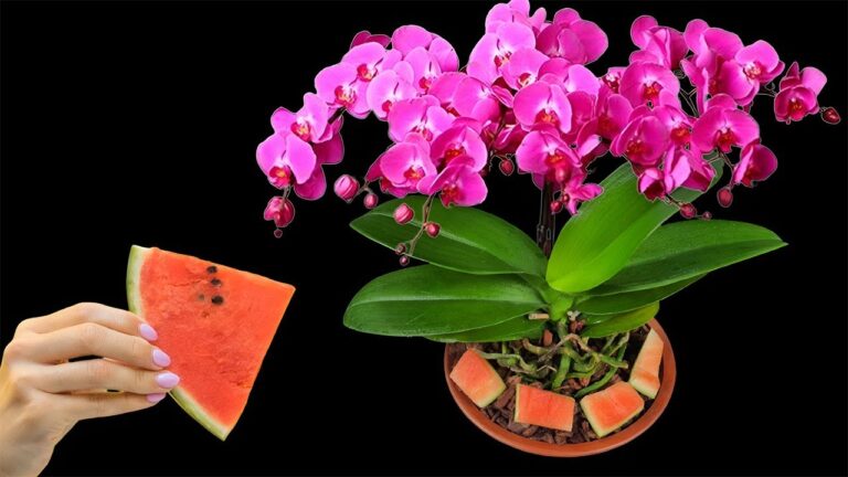 Grow Orchids Year-Round with 1 Simple Watermelon Trick!