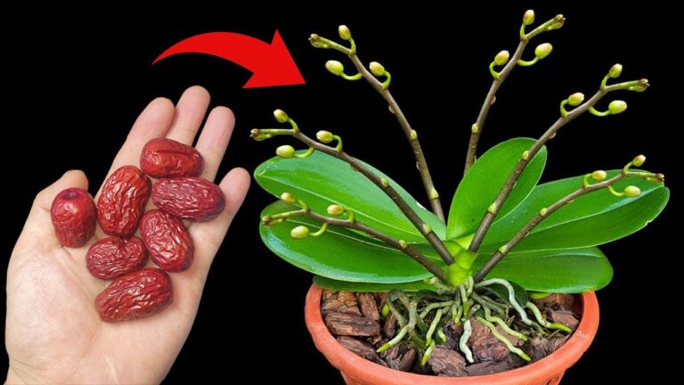 Grow Orchids with Just 1 Fruit: 7 Tips for Continuous Blooms!