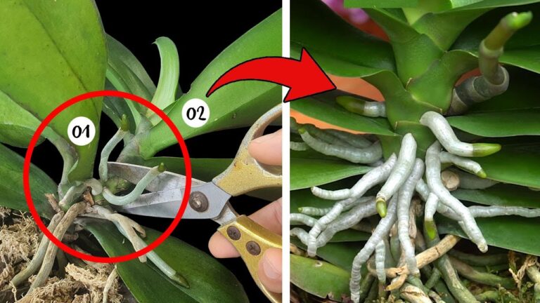 Revive Your Orchid in 5 Easy Steps with This Magical Method!