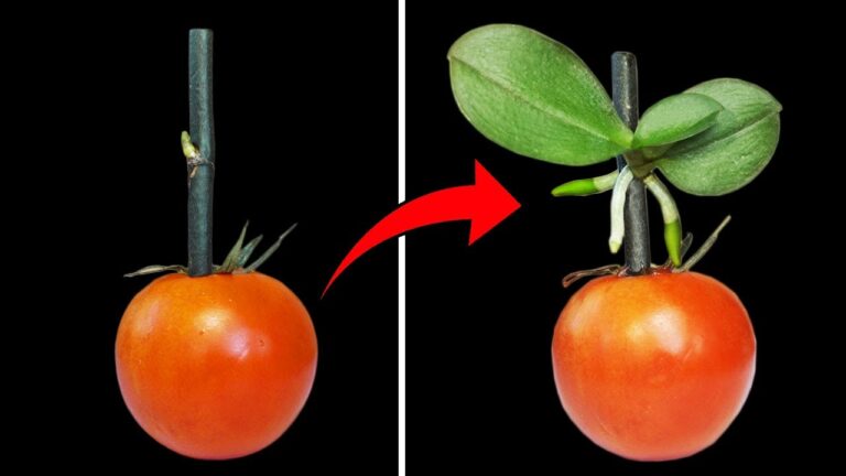 200 Times Stronger Than Garlic: Discover the Power of Orchids on Tomatoes!