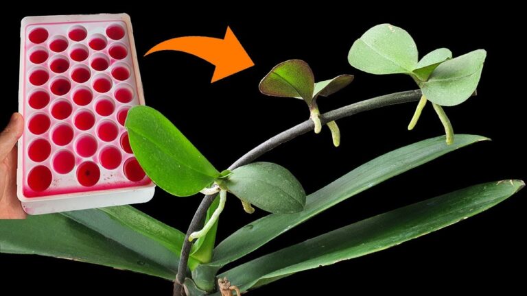 Discover 5 Surprising Tips for Successfully Propagating Orchids