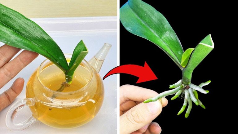 Revive Your Orchid: 5 Secrets to Root Growth with This Magical Water!