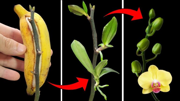 10 Simple Steps to Propagate Phalaenopsis Orchids with Amazing Results
