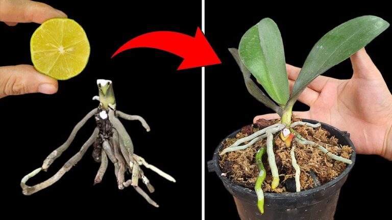 Revive Your Orchid: 5 Lemon Hacks for Thriving Plants