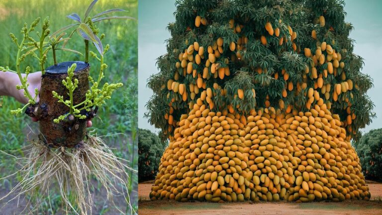 8 Simple Steps to Graft a Mango Tree for More Delicious Fruit