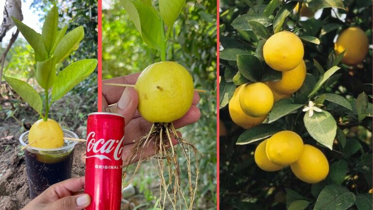 5 Unique Tricks to Grow Lemon Trees and Enjoy Refreshing Aloe Vera Drinks