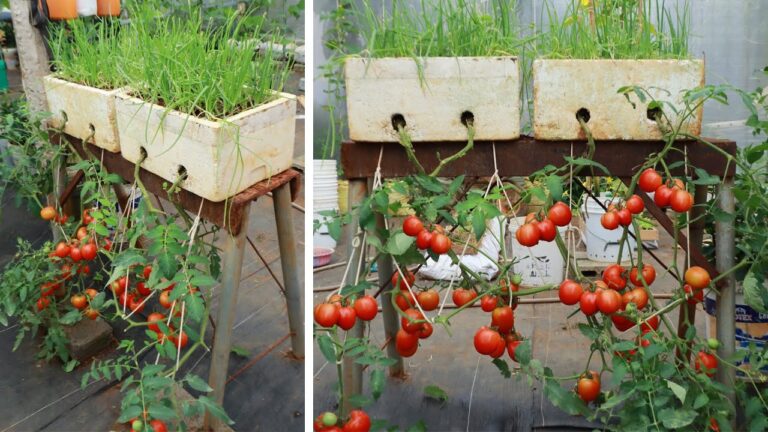 5 Simple Steps to Grow Abundant Upside Down Tomatoes at Home