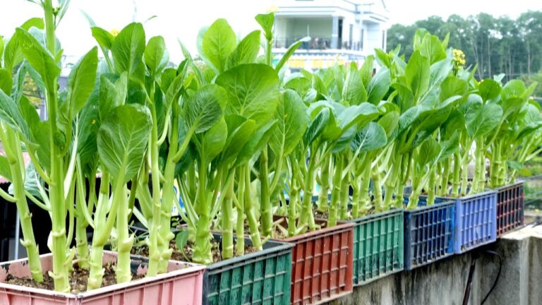 10 Essential Tips for Growing Nutritious Vegetables Every Home Cook Should Try!
