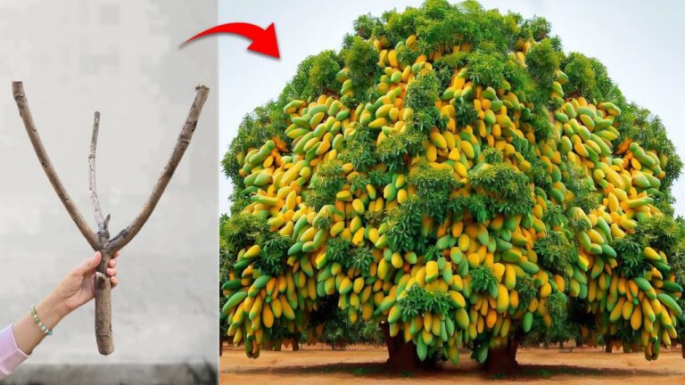Graft 1 Mango with Apple for Surprising Fruit Hybrids You Must Try!