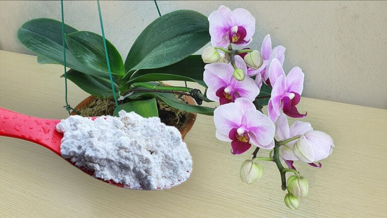 Revive Orchids in 5 Simple Steps with This Magical Powder!
