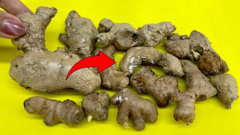 Revive 5 Ways to Use Withered Ginger You Never Knew Existed!