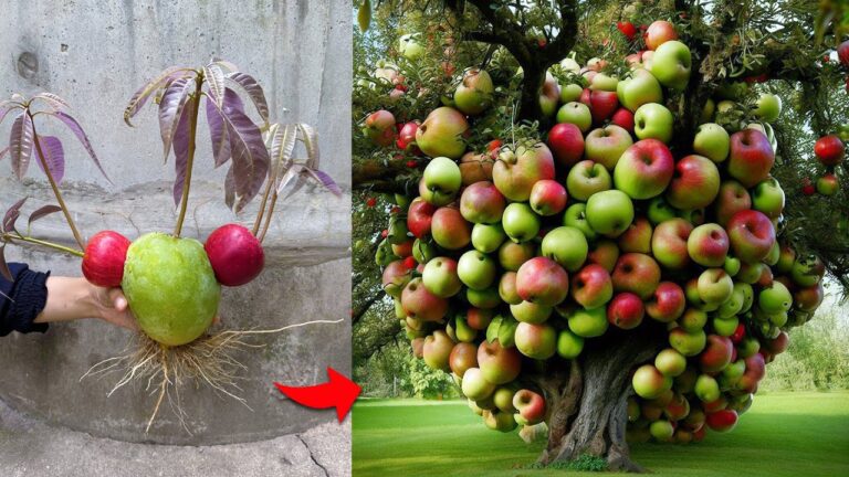 10 Steps to Graft Mango and Apple for a Fruitful Aloe Vera Hybrid